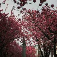 Bonn: Blossoms in the Heart of Europe