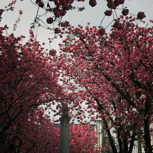 Bonn: Blossoms in the Heart of Europe