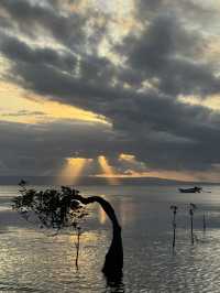 Dancing Trees and Golden Seas: Walakiri’s Hidden Magic