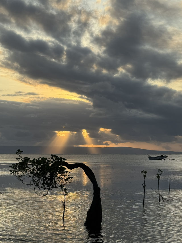 Dancing Trees and Golden Seas: Walakiri’s Hidden Magic