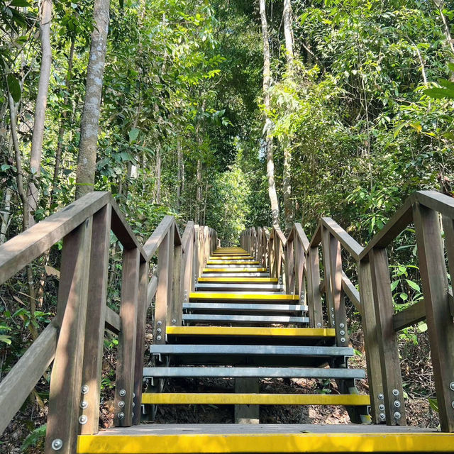 Above the Canopy: Walk on the Wild Side at MacRitchie 🇸🇬