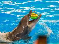 Title: Dive into Delight: A Day at Pattaya Dolphinarium