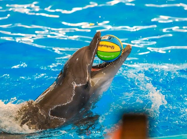 Title: Dive into Delight: A Day at Pattaya Dolphinarium