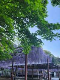 【山口グルメ】道の駅おふく・西八幡宮