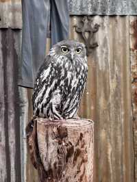 Caversham wildlife park