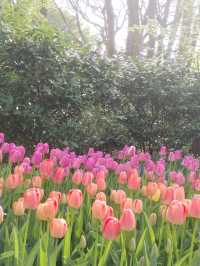 A Blooming Wonderland at Keukenhof Gardens 🌷