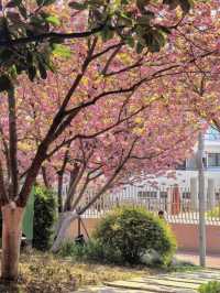 🌸 North Bund Late-Blooming Cherry Blossoms — Miss It and Wait Another Year! (Location Info Included