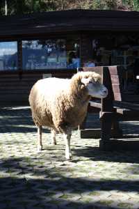Explore Cingjing Farm (清境農場) – Small Swiss Garden & Carton King Area