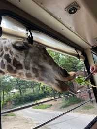 🇰🇷韓國必去愛寶樂園🐼把握近期旅展買一送一