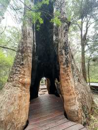 VALLEY OF THE GIANTS TREE TOP WALK