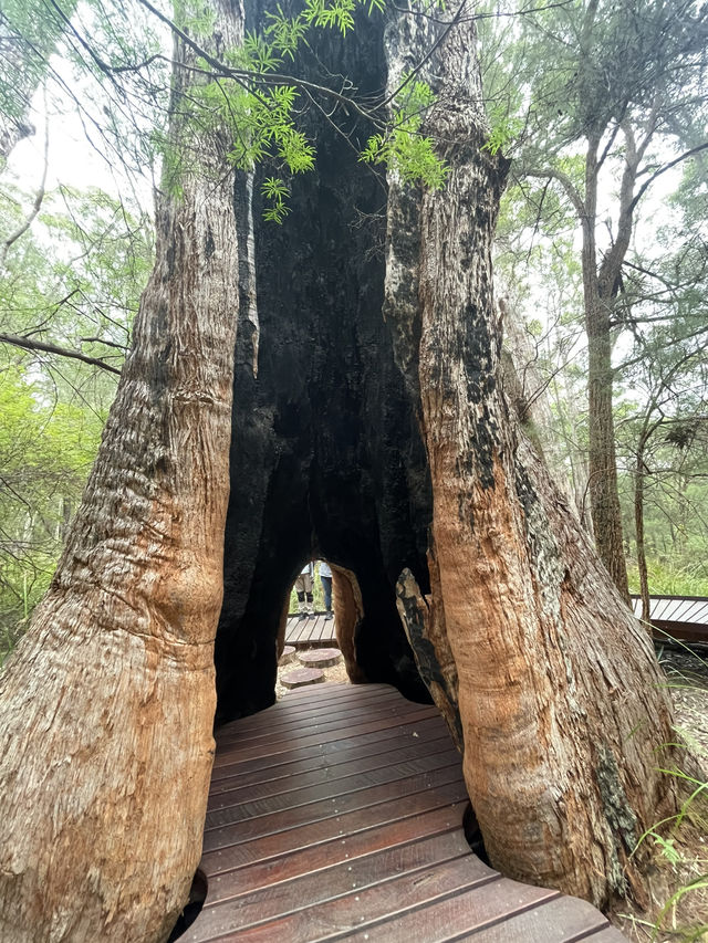 VALLEY OF THE GIANTS TREE TOP WALK