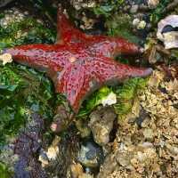 Parksville – Vancouver Island’s Coastal Playground