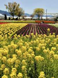 Local Escapes in Katsunuma – Gardens, Curry & a Hint of Wine