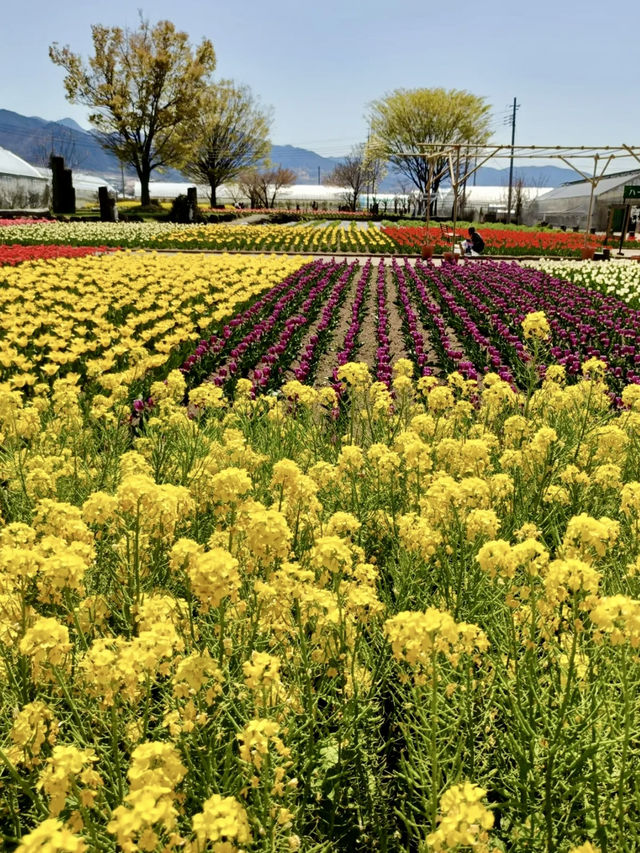 Local Escapes in Katsunuma – Gardens, Curry & a Hint of Wine