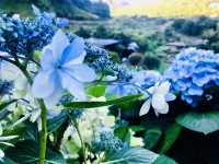台北｜陽明山繡球花季起跑 一個月花期限定絕美花海