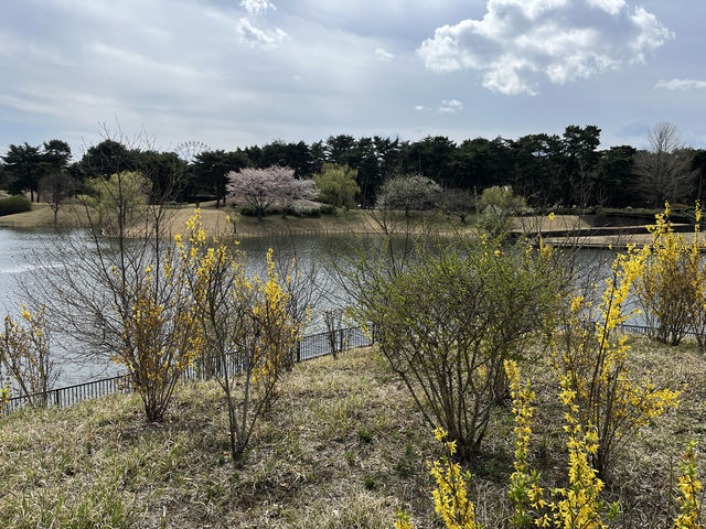 🌸【春日花季攻略】國營常陸海濱公園｜錯過粉蝶花也不怕，鬱金香、櫻花、童話風車一次收服你的鏡頭！