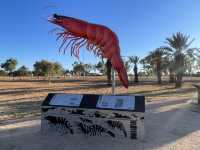 Giant Prawn of Exmouth! 