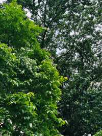 石水渠街花園｜灣仔隱秘打卡綠洲