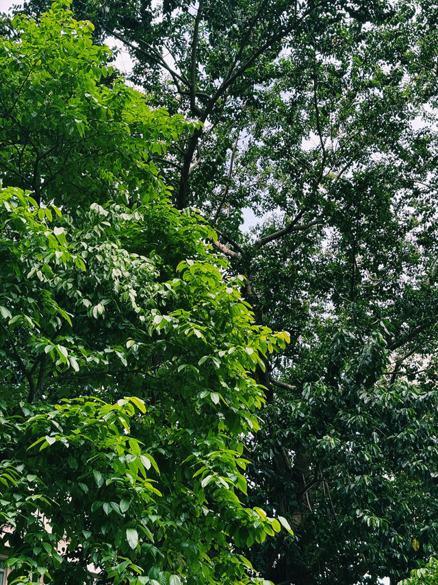 石水渠街花園｜灣仔隱秘打卡綠洲