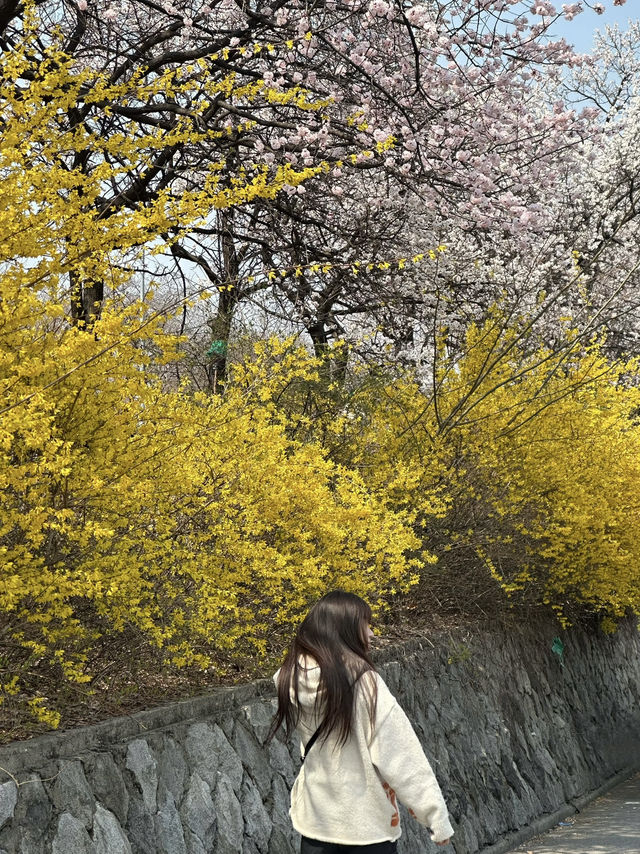 SEOUL BLOSSOM SEASON