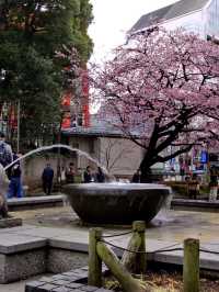 Tokyo & Kamakura Getaway