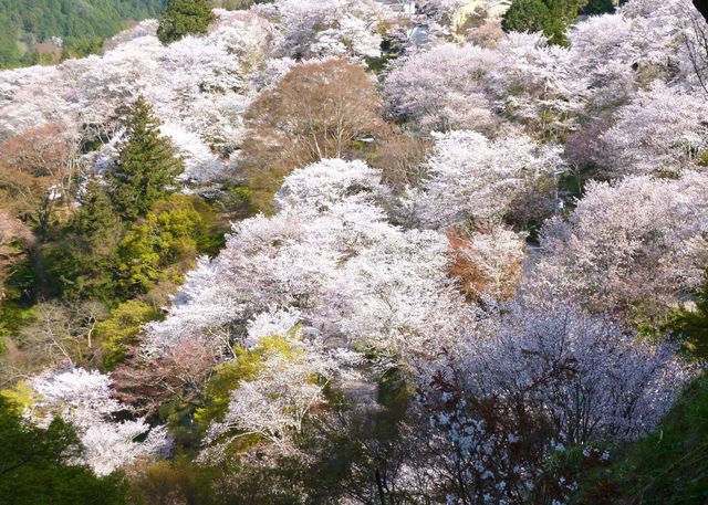 「日本さくら名所100選」にも選ばれている桜の名所