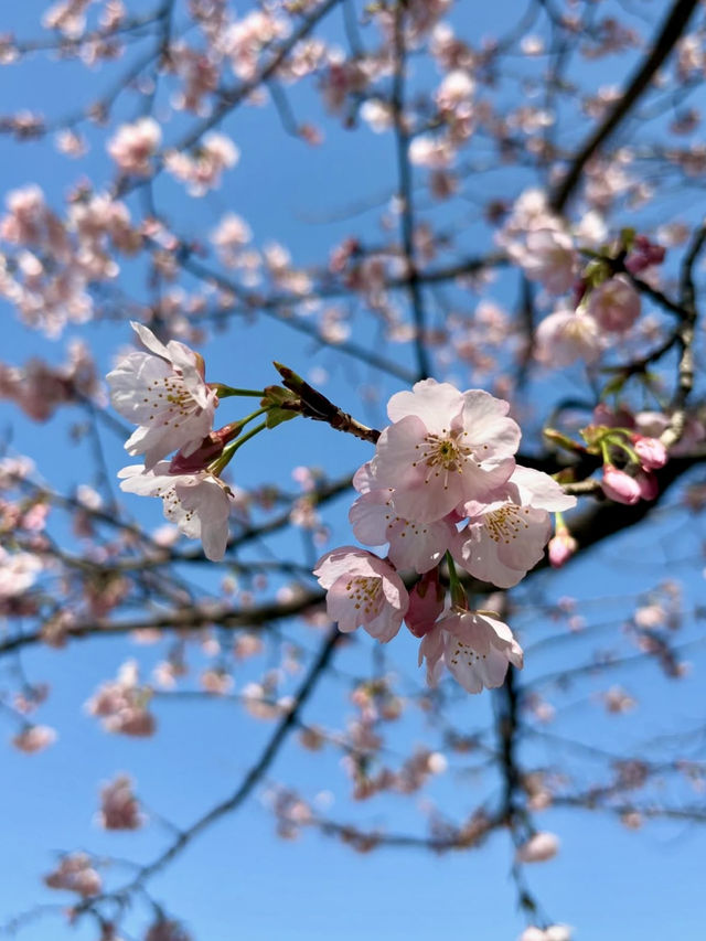 A Peaceful Escape in Ueno 🌸📖