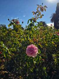 해외여행 부에노스아이레스의 장미공원 El Rosedal Garden