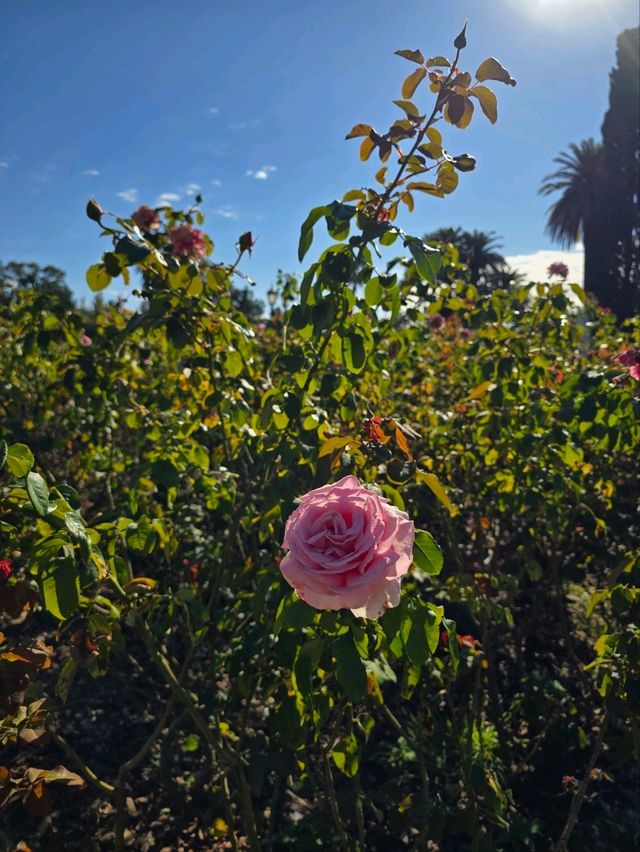 해외여행 부에노스아이레스의 장미공원 El Rosedal Garden