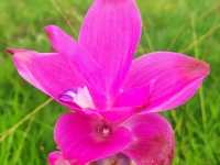 まるで別世界！ピンクの花が咲き誇るパーヒンガームで、自然の魔法に癒されよう🌸🇹🇭