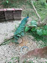 A Hidden Green Haven in the City: Kebun-Kebun Bangsar 
