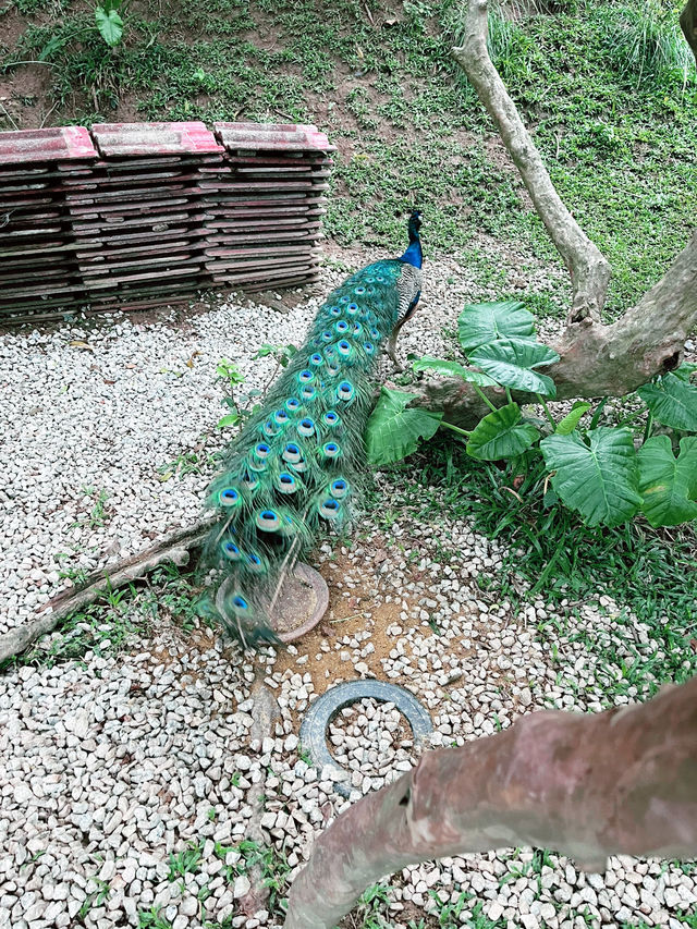 A Hidden Green Haven in the City: Kebun-Kebun Bangsar 