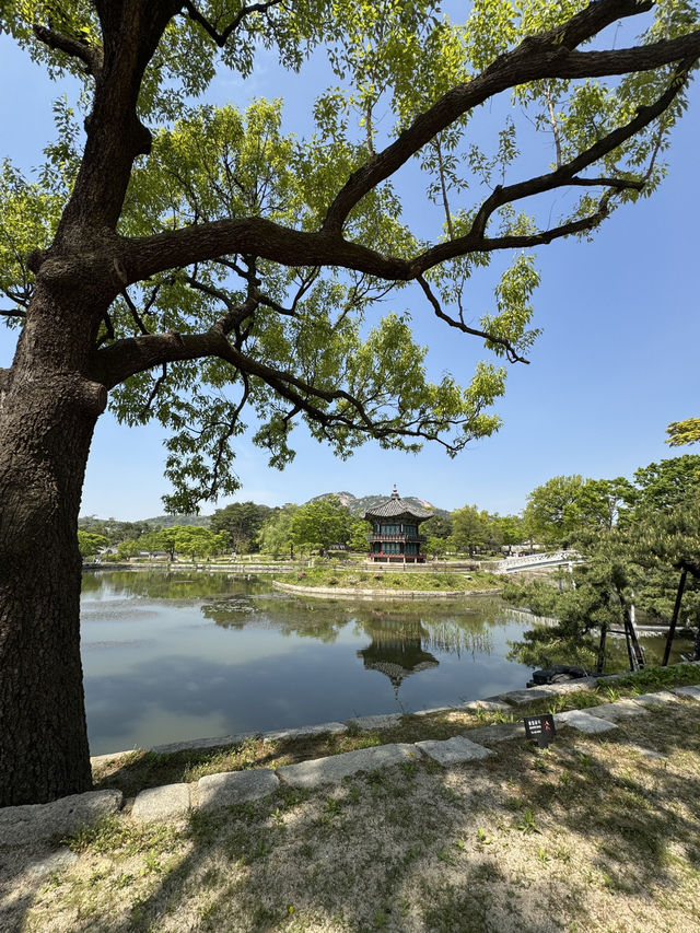 🌸 A Dreamy Birthday Moment at Gyeongbokgung Palace, Seoul 👘🎂