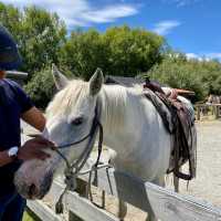 Exploring Glenorchy: A Horse Riding Adventure! 🐴🌲