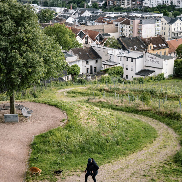 Slow Travel on the Rhine: Charming Towns & Stunning Views! 🏞️🚢