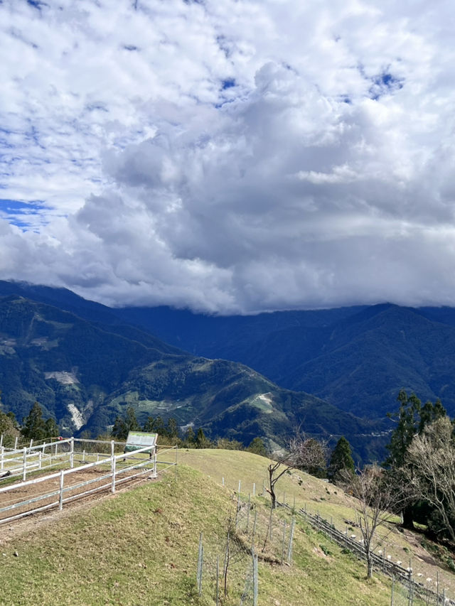 🌿台中清境農場｜台版紐西蘭🐑⛰️