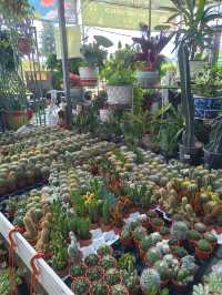 Garden Café Vibes – Zen Moments on a Budget