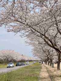 🌸濟州十公里風車花路🌼