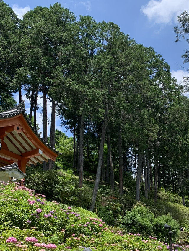 【京都🇯🇵】あじさい寺へ💐