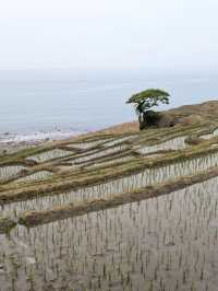 海に続く棚田の絶景🌾白米千枚田で心ほどける自然旅