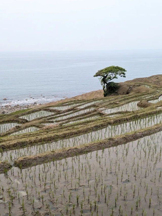 海に続く棚田の絶景🌾白米千枚田で心ほどける自然旅