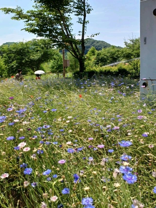 노란 꽃길 따라 걷는 봄날의 기적, 악양생태공원