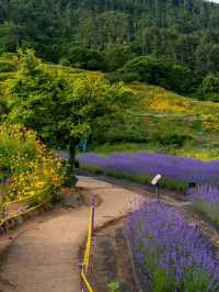 Purple Dreams at Jisepo Lavender Fields