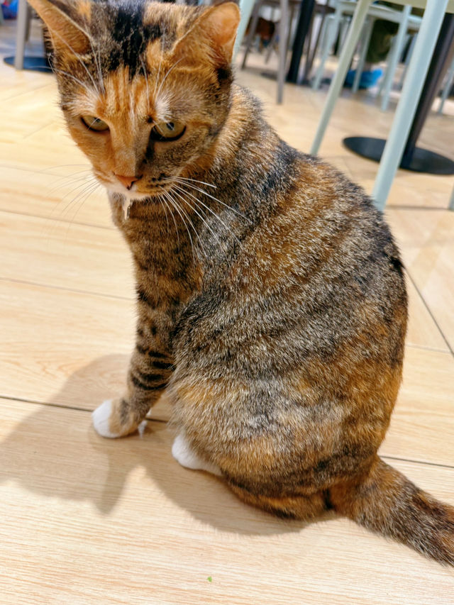 隱世工廠貓cafe