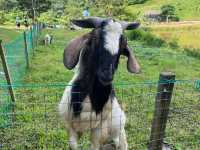 🌱 Talula Hill Farm Resort – A Refreshing Farm‑Stay Escape in Kluang