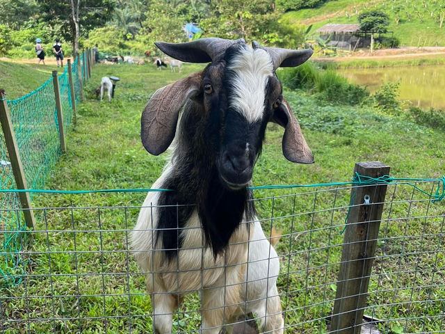 🌱 Talula Hill Farm Resort – A Refreshing Farm‑Stay Escape in Kluang