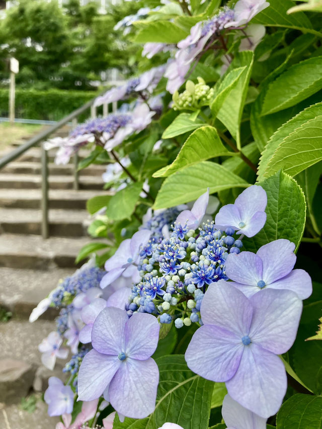 繡球花@舊中川水邊公園