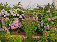 As sunset approaches, the hydrangeas blossomed in glarrung colors