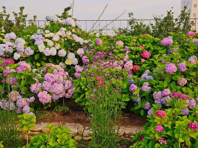 As sunset approaches, the hydrangeas blossomed in glarrung colors