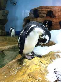 探索海底世界的美麗Xpark水族館